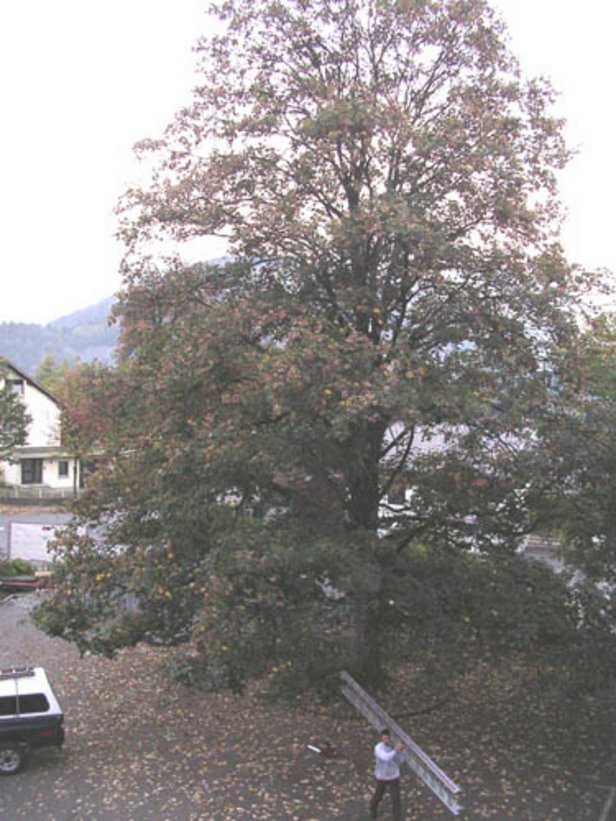 Baum_muss_weg01