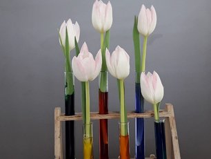 Kapillarwirkung_Blumen_ergebnisKapillarwirkung_Blumen